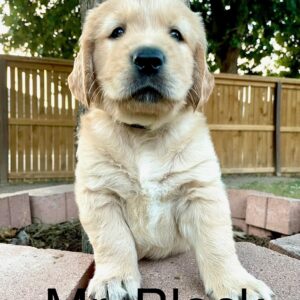AKC Golden Retriever Puppy Mr. Black