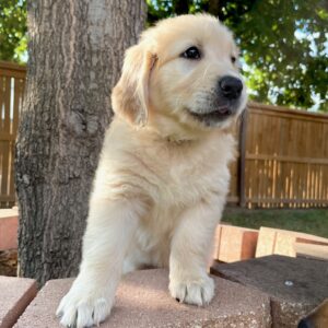 AKC Golden Retriever Puppy Ms. Sunshine